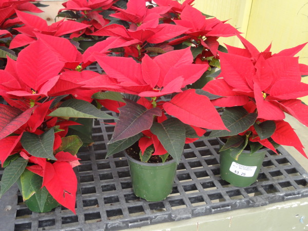 Maplewood Produce &amp; Greenhouse | Buy 2 Get 1 FREE Poinsettia Coupon - SHIP SAVES