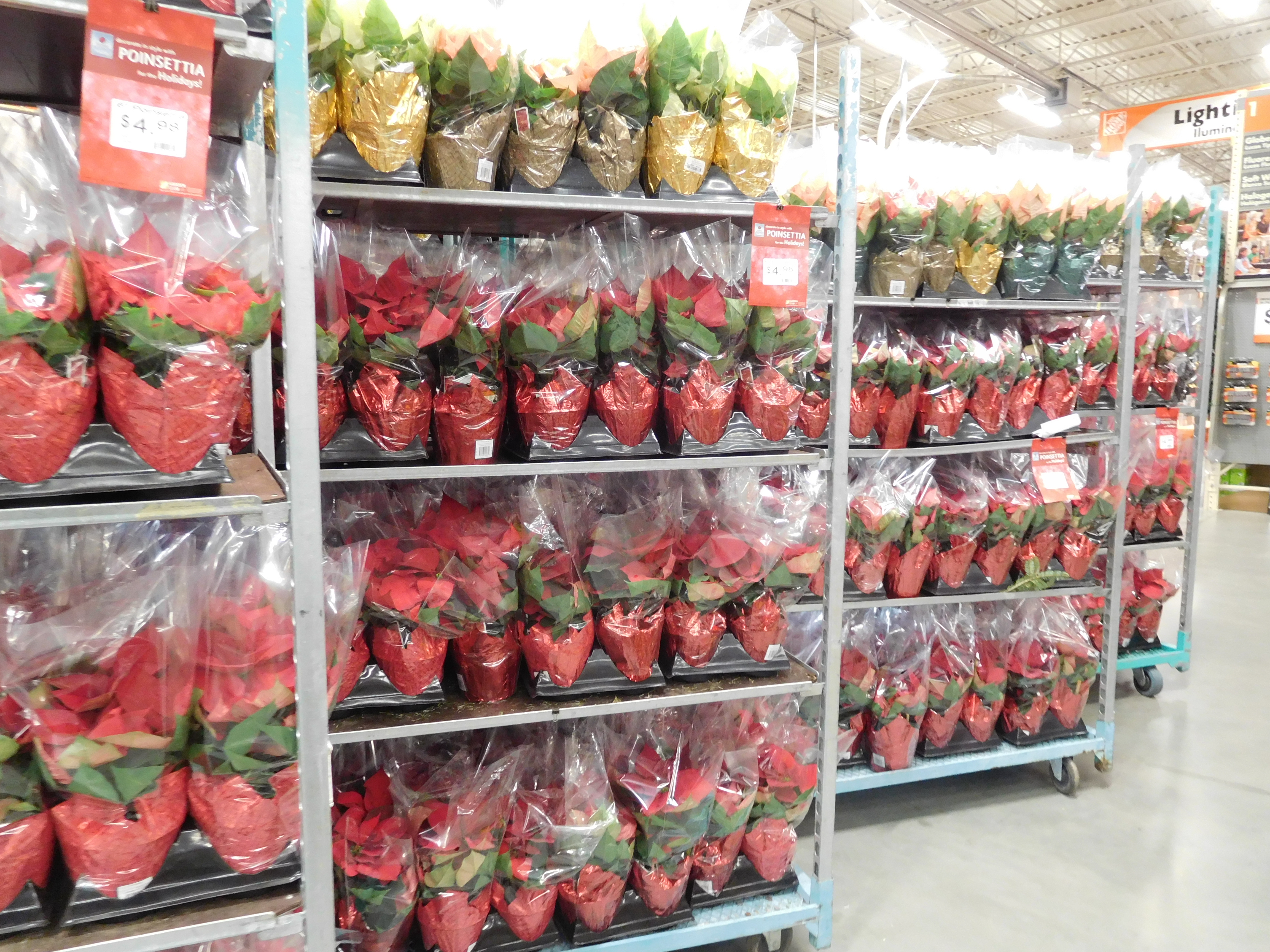 The Home Depot Black Friday’s Poinsettia Prices SHIP SAVES