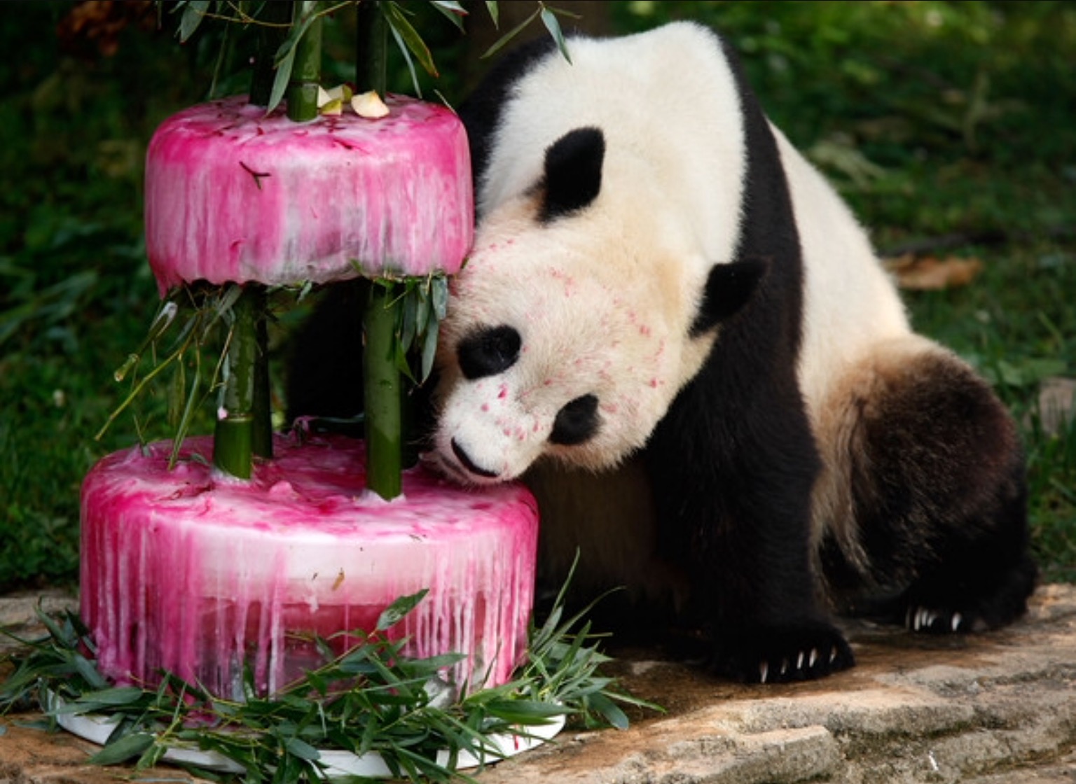 national-zoo-watch-pandas-eat-frozen-birthday-cakes-ship-saves