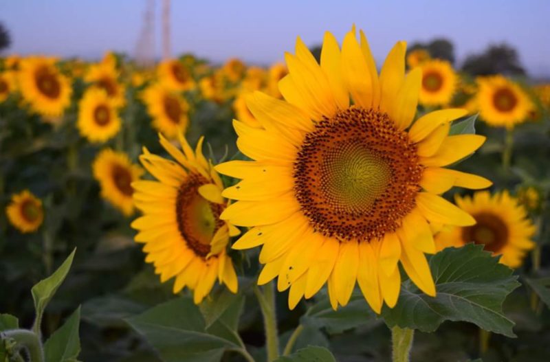 Field of Sunflowers outside of Chambersburg - SHIP SAVES