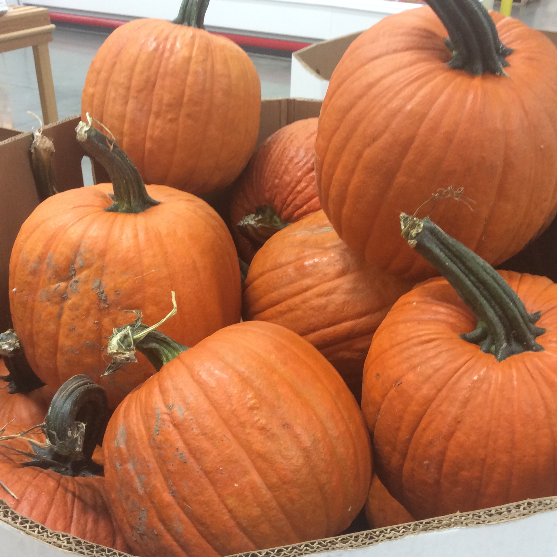 BJ’s Pumpkin Prices SHIP SAVES