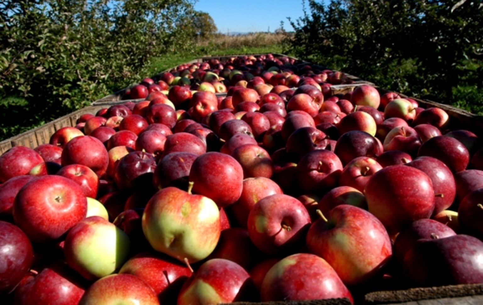 The National Apple Harvest Festival Ship Saves