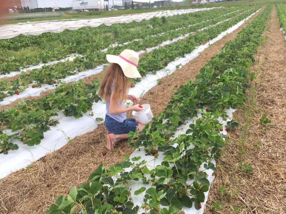 Places to pick your own strawberries in Shippensburg \u0026 Beyond | SHIP SAVES